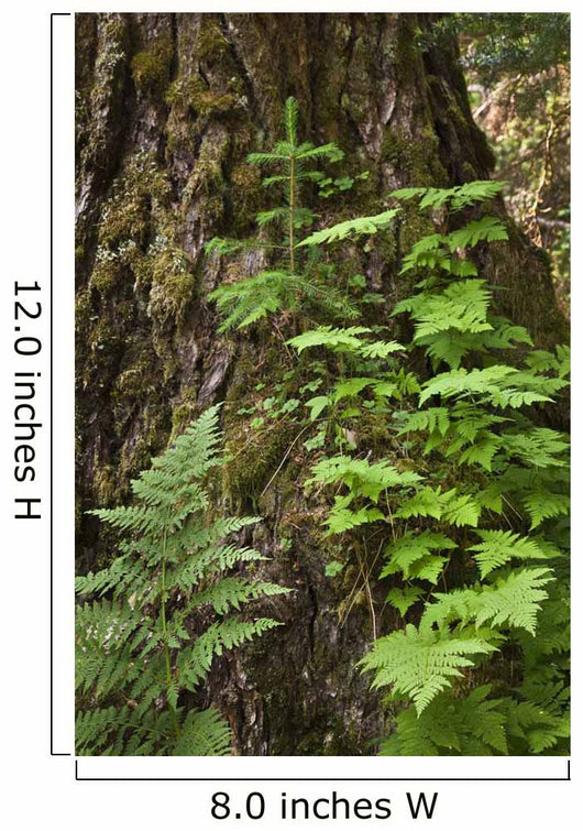 Wood Ferns and Young Wall Decal