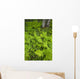 Wood Ferns And Bunch Berry Wall Mural