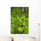 Wood Ferns And Bunch Berry Wall Mural