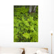 Wood Ferns And Bunch Berry Wall Mural