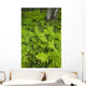 Wood Ferns And Bunch Berry Wall Mural