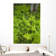 Wood Ferns And Bunch Berry Wall Mural