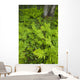 Wood Ferns And Bunch Berry Wall Mural