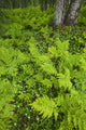 Wood Ferns And Bunch Berry Wall Mural