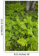 Wood Ferns And Bunch Berry Wall Mural