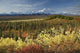 Scenic Mt McKinley and Wall Decal
