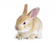 Red Rabbit Wall Decal