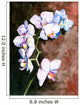 Orchid watercolor painted. Wall Mural