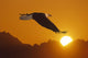 Bald Eagle In Flight Sunset Over Mtn Composite Wall Mural