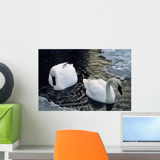 Trumpeter Swans Swim In Ice Covered Pond Alaska Wall Mural