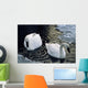 Trumpeter Swans Swim In Ice Covered Pond Alaska Wall Mural