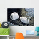 Trumpeter Swans Swim In Ice Covered Pond Alaska Wall Mural