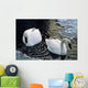 Trumpeter Swans Swim In Ice Covered Pond Alaska Wall Mural