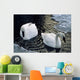 Trumpeter Swans Swim In Ice Covered Pond Alaska Wall Mural