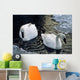 Trumpeter Swans Swim In Ice Covered Pond Alaska Wall Mural
