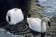 Trumpeter Swans Swim In Ice Covered Pond Alaska Wall Mural