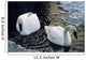 Trumpeter Swans Swim In Ice Covered Pond Alaska Wall Mural