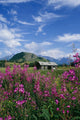 Old Cabin W/ Fireweed Summer Sc Ak Wall Mural