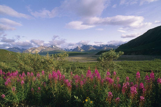 Fireweed Alaska Range Denali Np Summer Ak Wall Mural