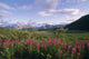Fireweed Alaska Range Denali Np Summer Ak Wall Mural