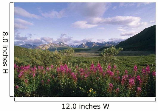 Fireweed Alaska Range Denali Np Summer Ak Wall Mural