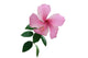 Hawaiian Hibiscus Flower Wall Decal