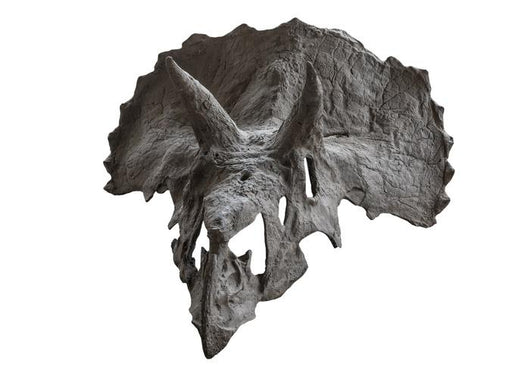 Skull Dinosaur Triceratops White Front View Wall Decal