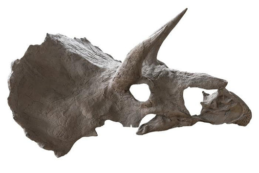 Skull Dinosaur Triceratops White Right View Wall Decal
