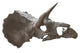 Skull Dinosaur Triceratops White Right View Wall Decal