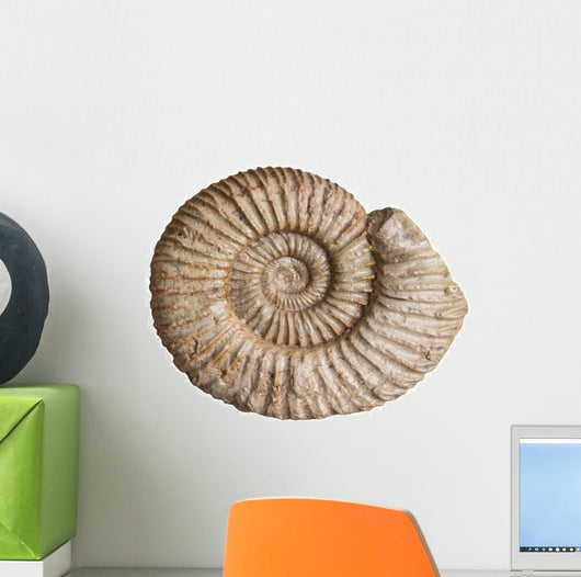Fossil Ammonite White Wall Decal