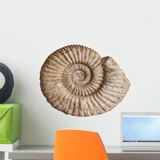 Fossil Ammonite White Wall Decal