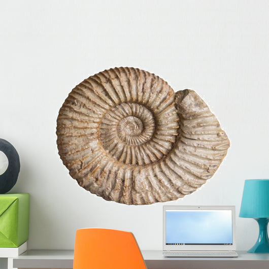 Fossil Ammonite White Wall Decal