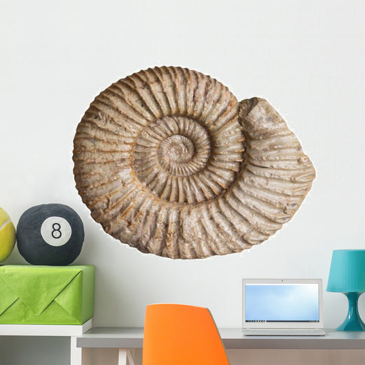 Fossil Ammonite White Wall Decal