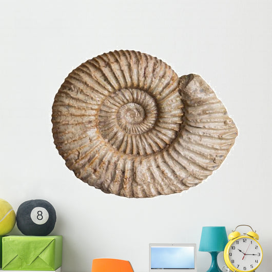 Fossil Ammonite White Wall Decal