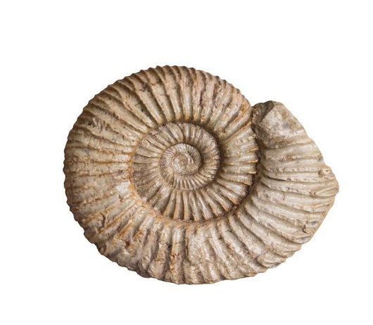 Fossil Ammonite White Wall Decal
