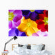 Primula