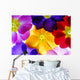 Primula