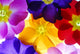 Primula