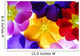 Primula
