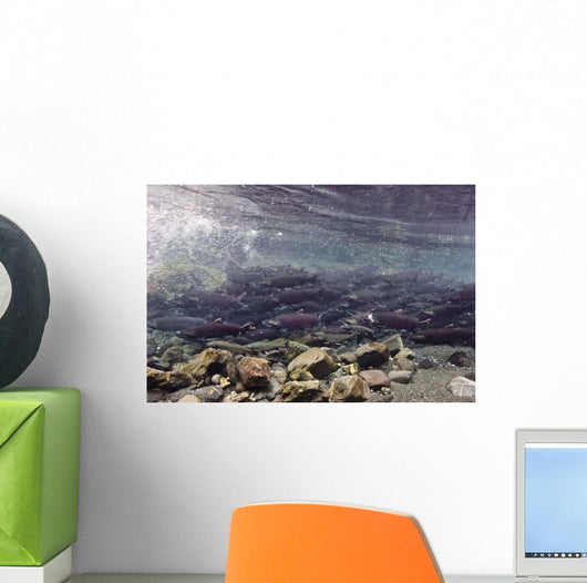 Underwater Coho Salmon Wall Decal