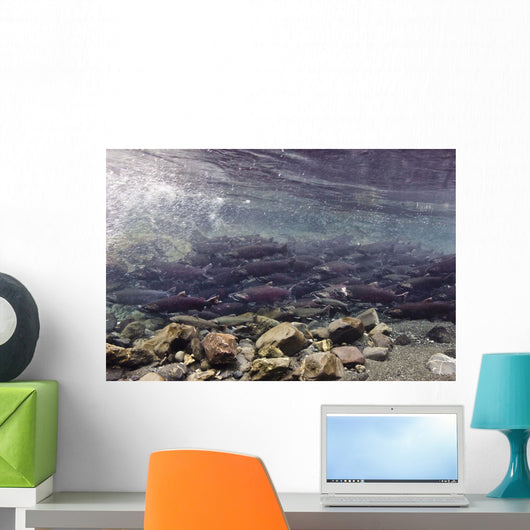 Underwater Coho Salmon Wall Decal