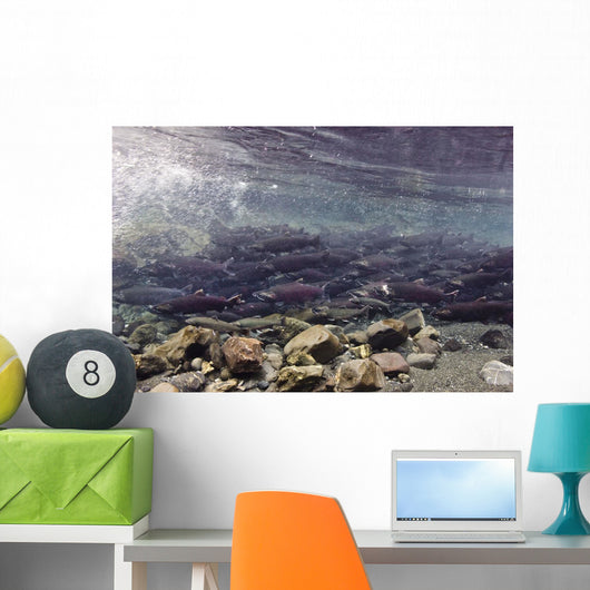 Underwater Coho Salmon Wall Decal