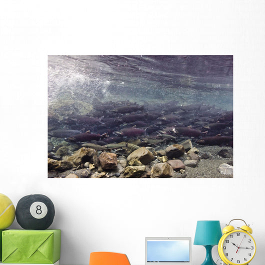 Underwater Coho Salmon Wall Decal
