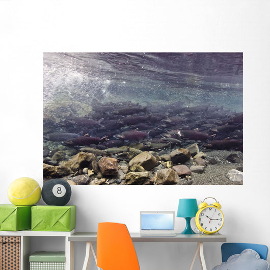 Underwater Coho Salmon Wall Decal