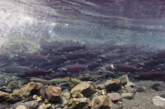 Underwater Coho Salmon Wall Decal