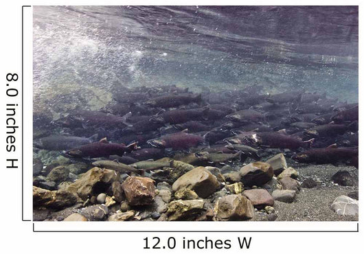 Underwater Coho Salmon Wall Decal