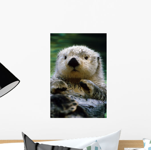 Sea Otter Swimming At Tacoma Zoo Captive Wall Mural