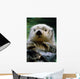 Sea Otter Swimming At Tacoma Zoo Captive Wall Mural
