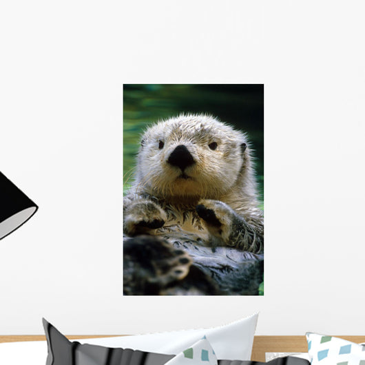 Sea Otter Swimming At Tacoma Zoo Captive Wall Mural