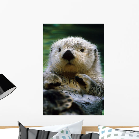 Sea Otter Swimming At Tacoma Zoo Captive Wall Mural